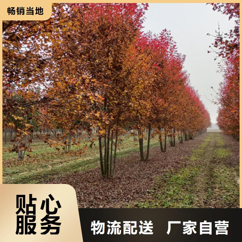 法桐,美国红枫优质原料