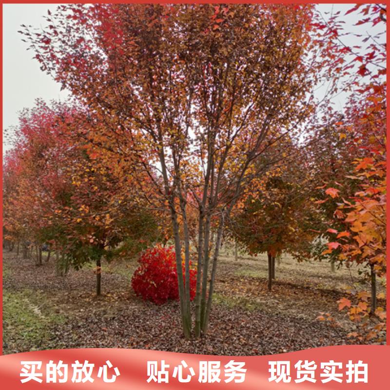 法桐白蜡省心又省钱