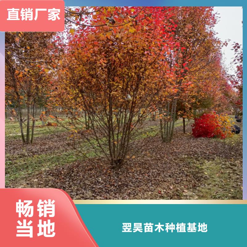 法桐五角枫客户好评