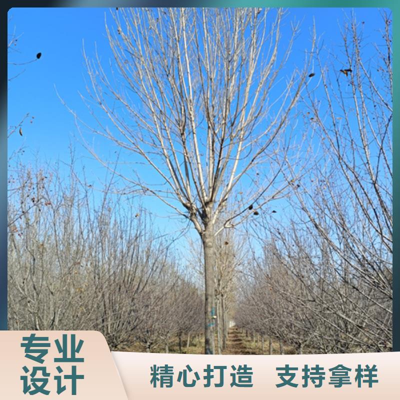 法桐_美国红枫质检严格放心品质