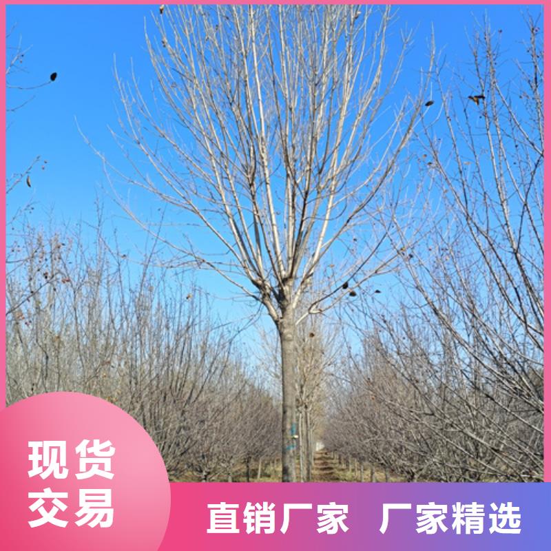 法桐白蜡工艺成熟