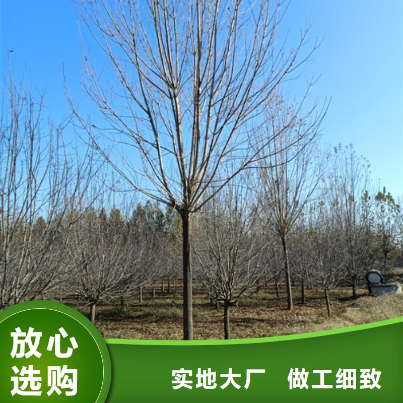 【翌昊】助您降低采购成本 法桐【秋紫白蜡】选择大厂家事心-翌昊苗木种植基地