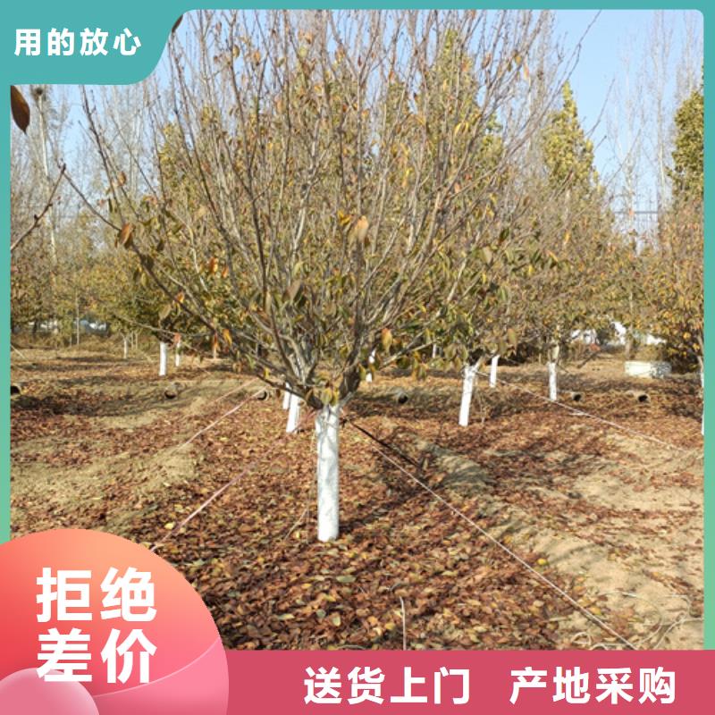 法桐樱花卓越品质保障