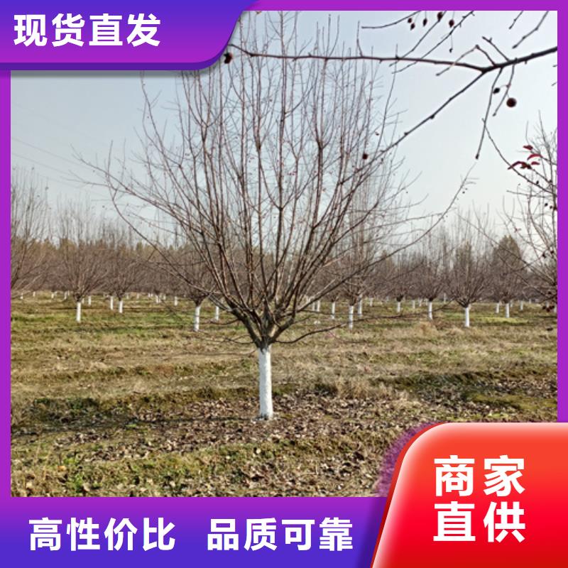 法桐炫丽海棠实力厂家