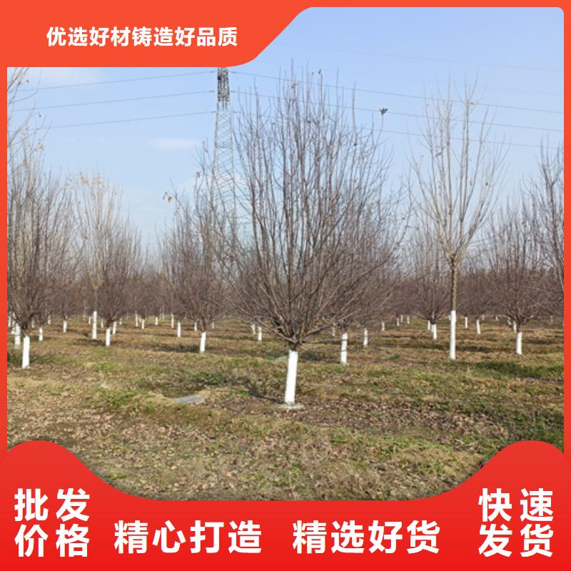 法桐樱花卓越品质保障