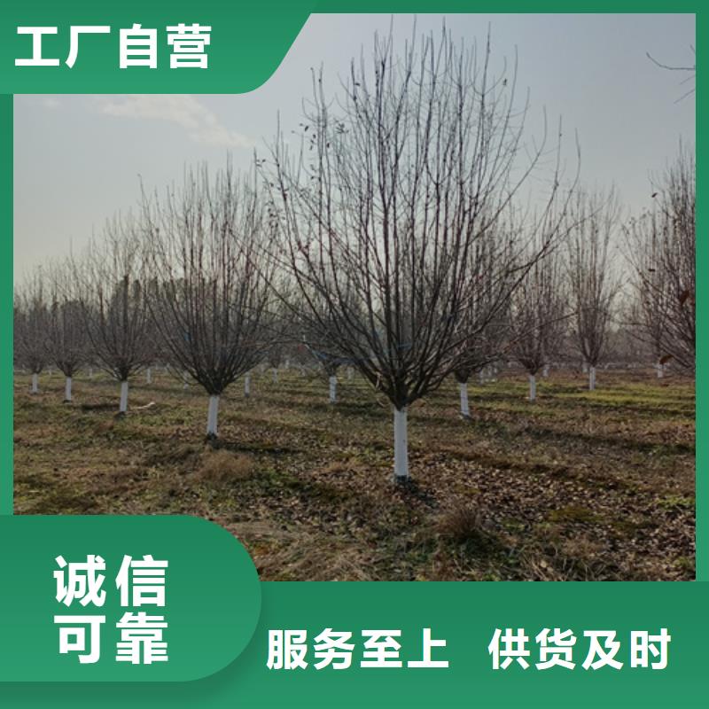 法桐五角枫客户好评