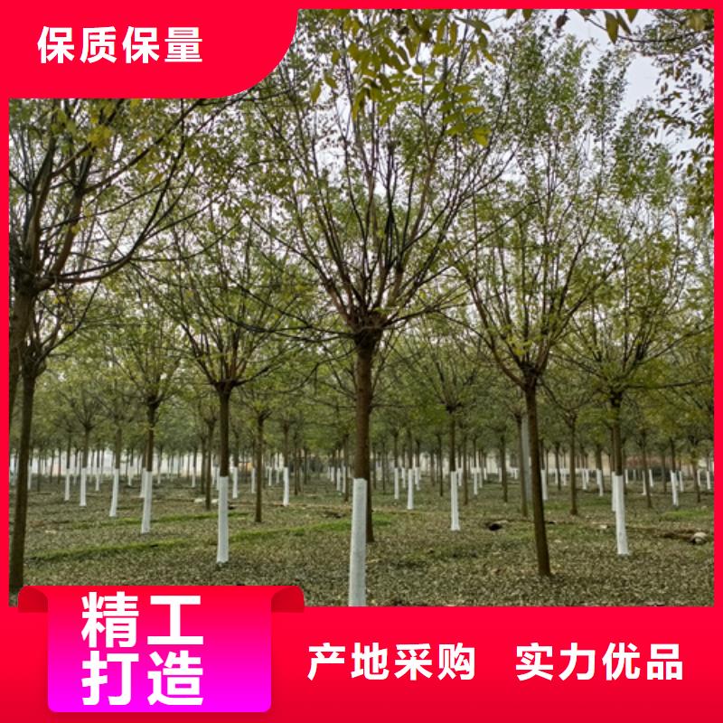法桐美国红枫今日新品
