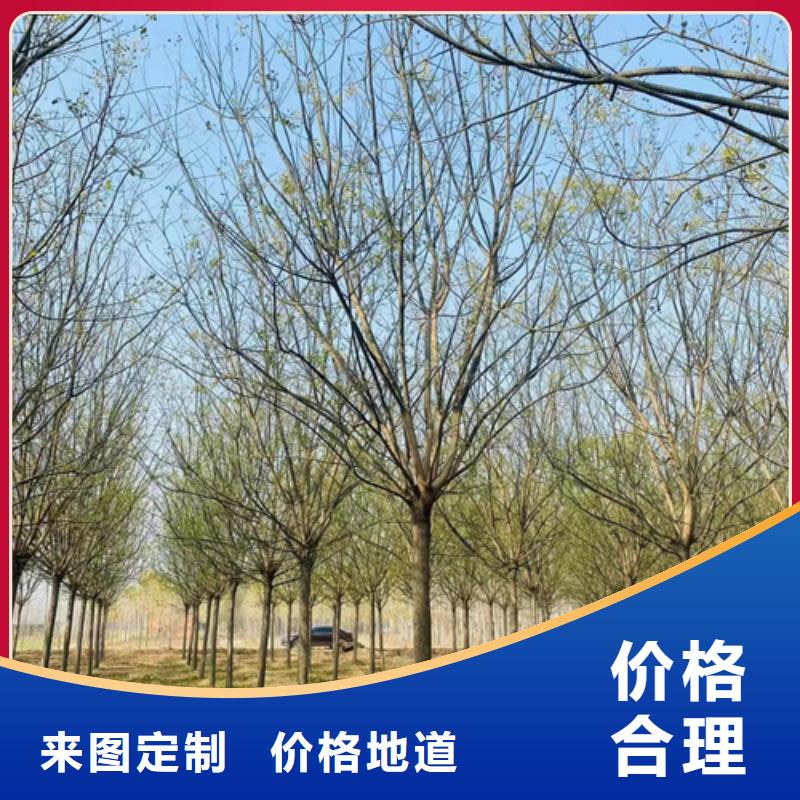 法桐国槐多年行业经验