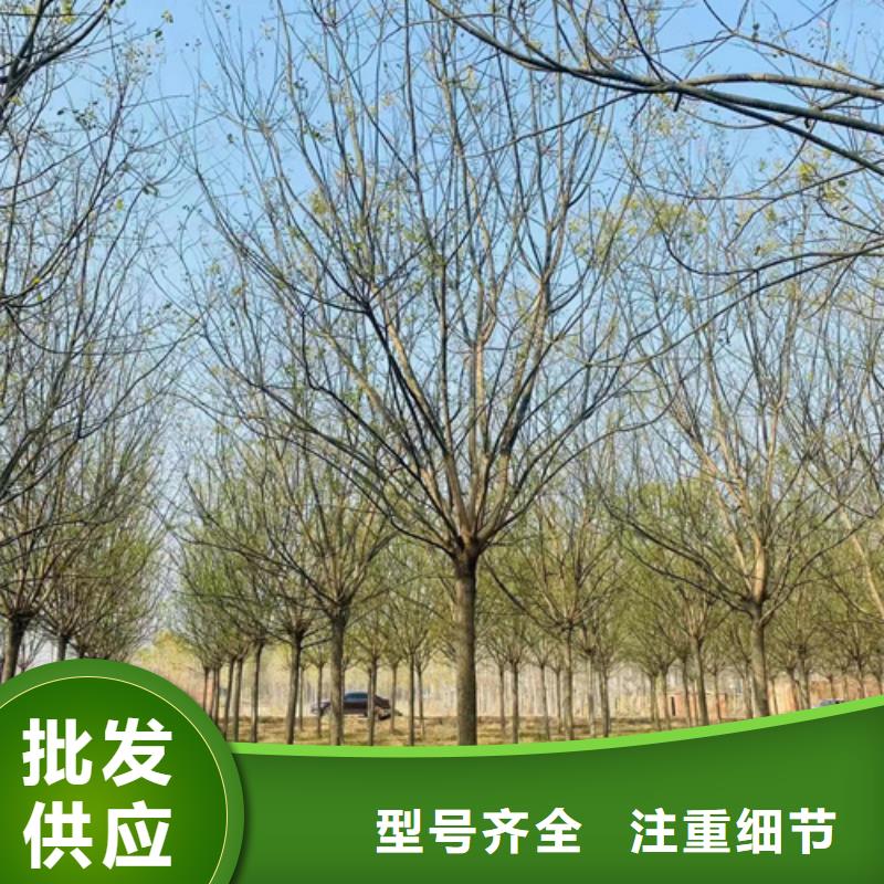 法桐_美国红枫质检严格放心品质