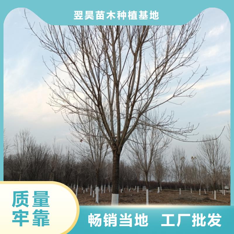 法桐白蜡省心又省钱