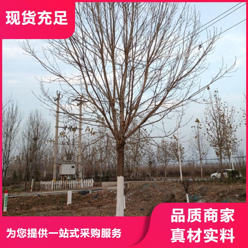 法桐国槐多年行业经验