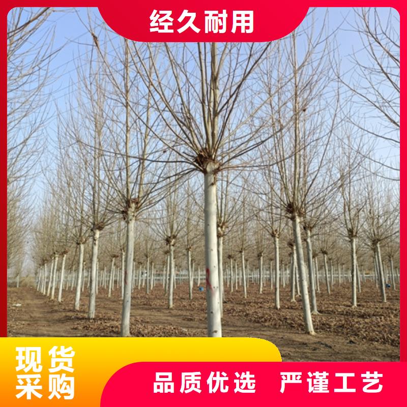 法桐黄金槐批发价格