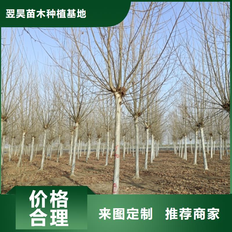 国槐-视频-国槐_四川省雅安市市场覆盖石棉|雨城|资阳|成都|巴中|广元|德阳等