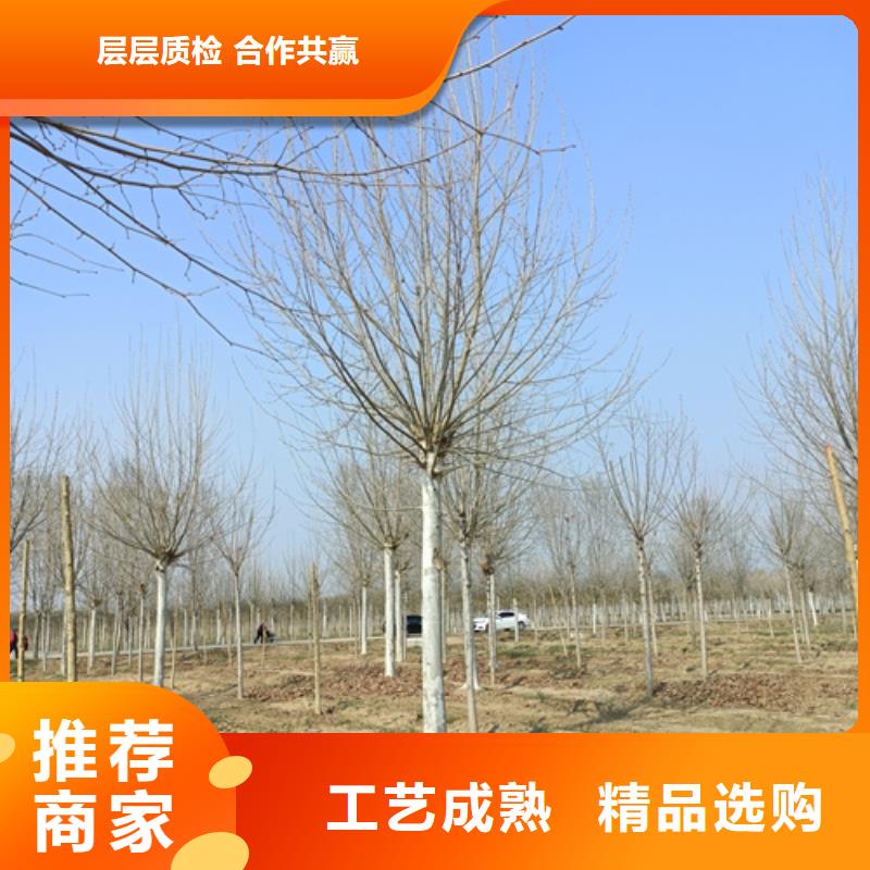 法桐,美国红枫优质原料