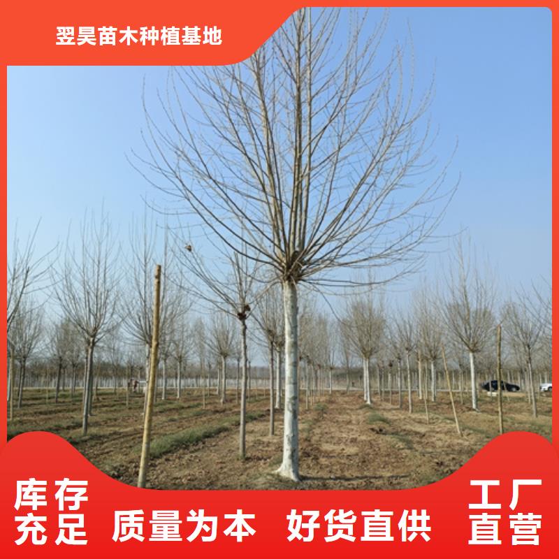 法桐白蜡厂家直营