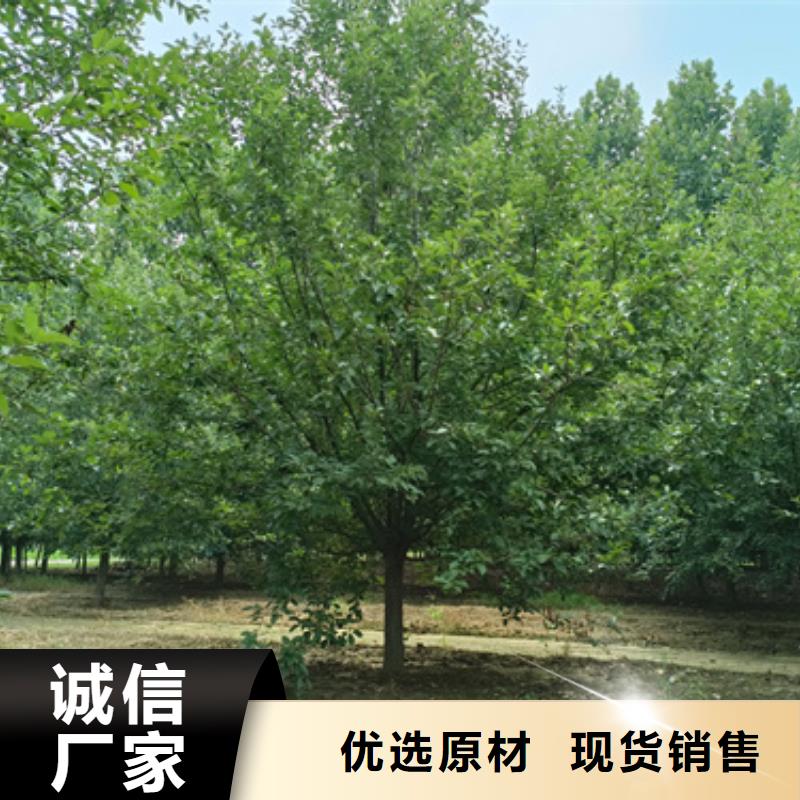 国槐-视频-国槐_四川省雅安市市场覆盖石棉|雨城|资阳|成都|巴中|广元|德阳等