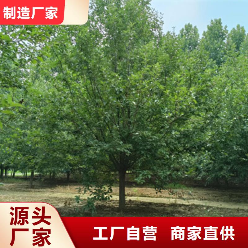 法桐,金叶复叶槭精工细致打造