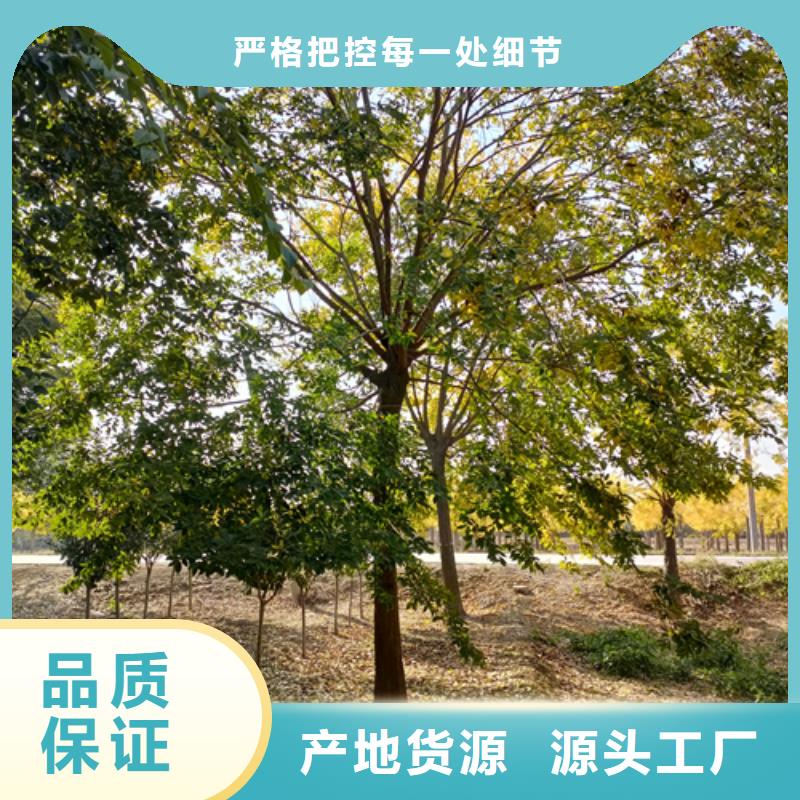 国槐-视频-国槐_四川省雅安市市场覆盖石棉|雨城|资阳|成都|巴中|广元|德阳等