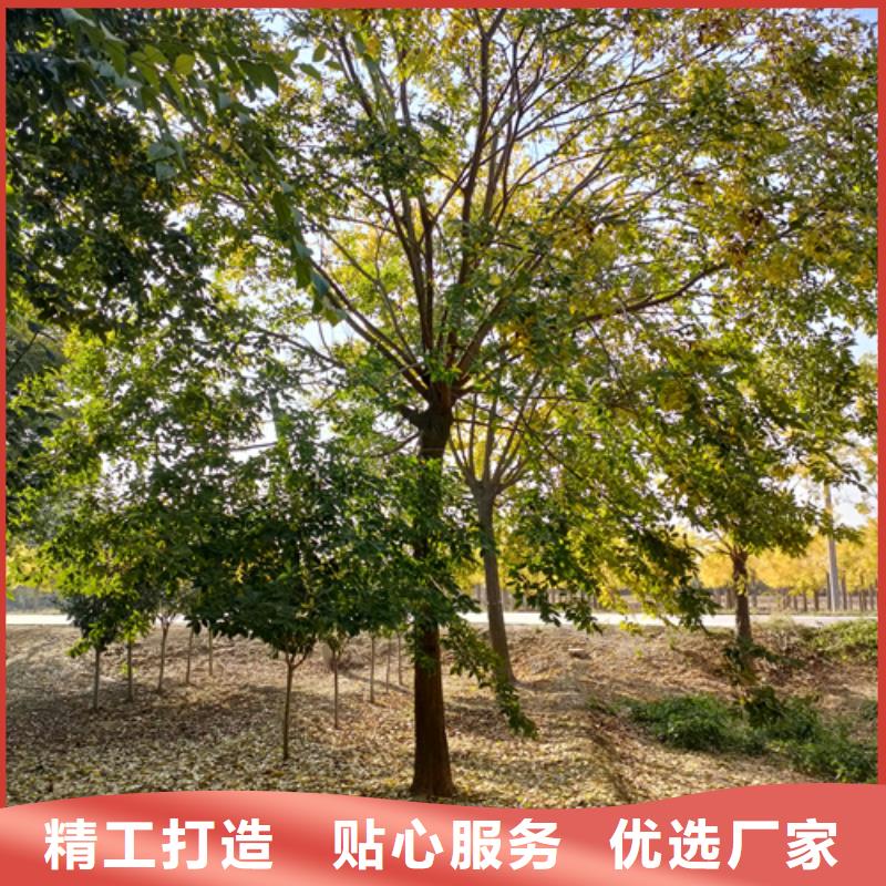 法桐黄金槐厂家采购