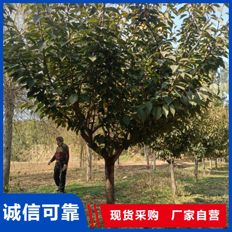 一手货源源头厂家【法桐】_黄金槐一手货源_翌昊苗木种植基地