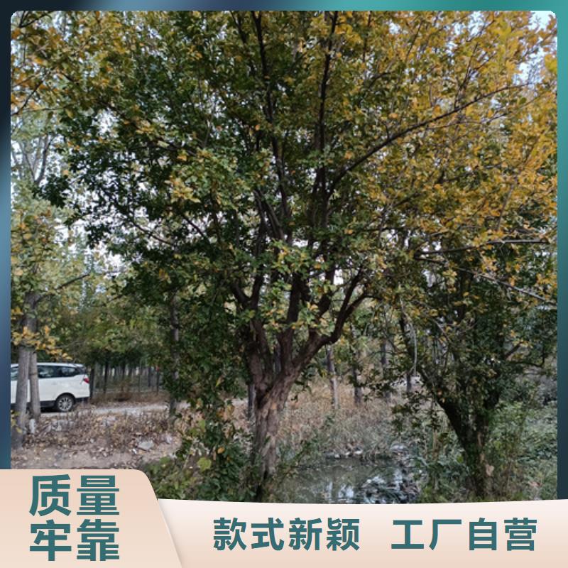 法桐_美国红枫质检严格放心品质