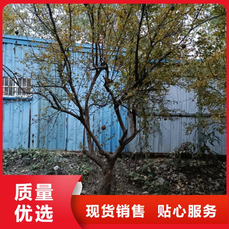国槐-视频-国槐_四川省雅安市市场覆盖石棉|雨城|资阳|成都|巴中|广元|德阳等