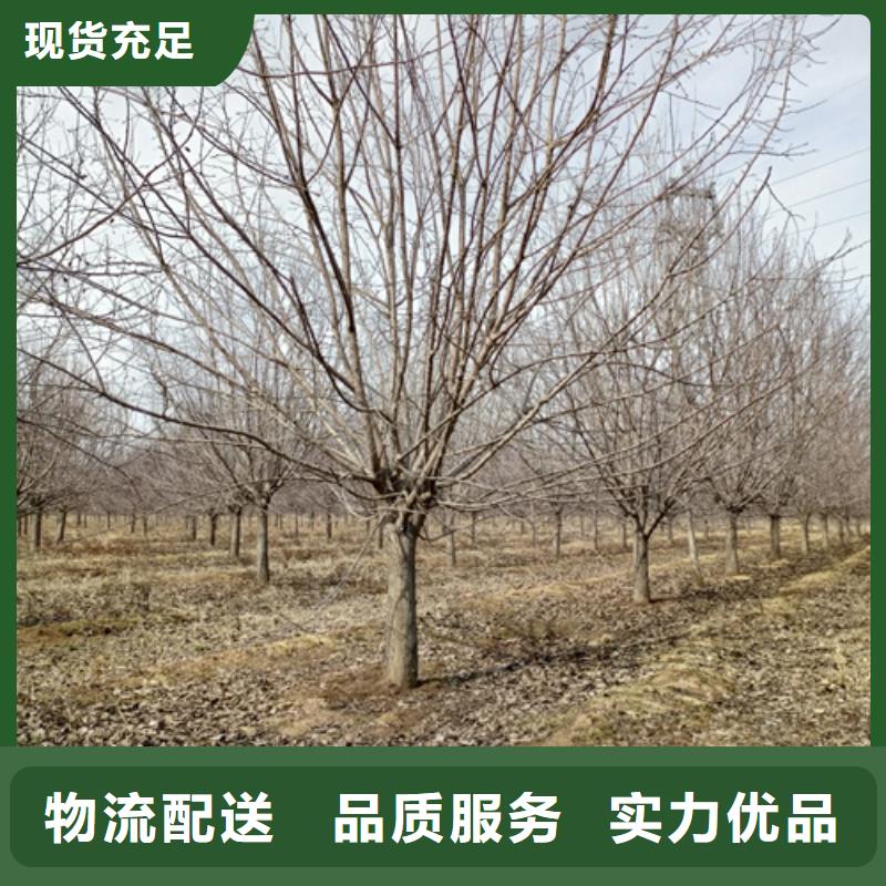 法桐黄金槐厂家采购