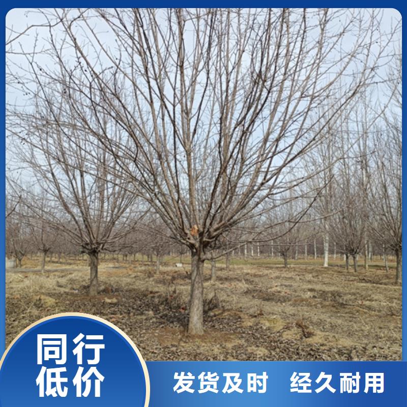 法桐_美国红枫质检严格放心品质