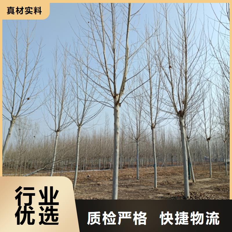 法桐白蜡省心又省钱