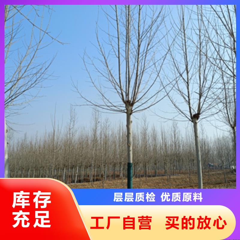 法桐白蜡原料层层筛选