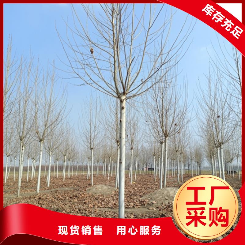 法桐白蜡省心又省钱