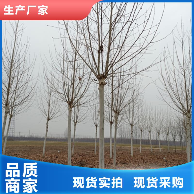 法桐白蜡支持加工定制