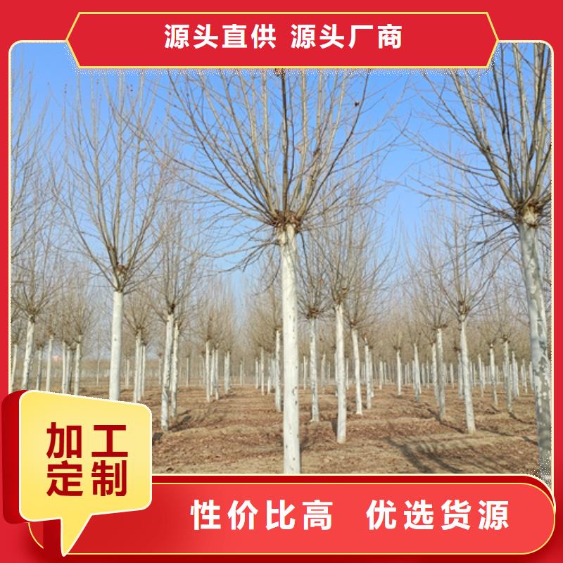 法桐原生冠法桐匠心制造