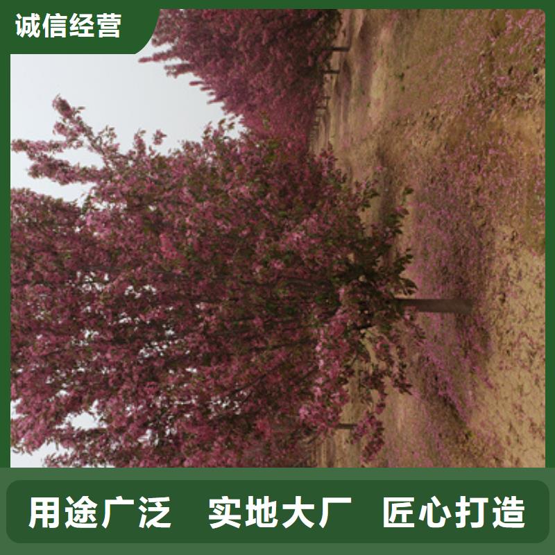 法桐樱花卓越品质保障