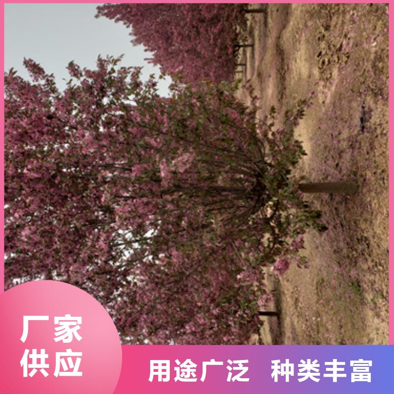 国槐-视频-国槐_四川省雅安市市场覆盖石棉|雨城|资阳|成都|巴中|广元|德阳等