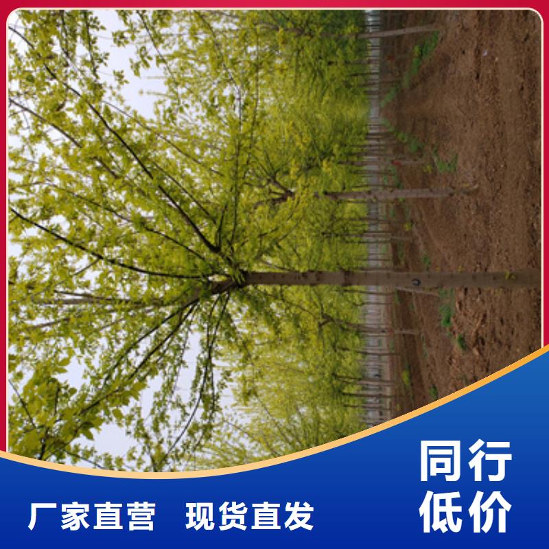 法桐国槐多年行业经验