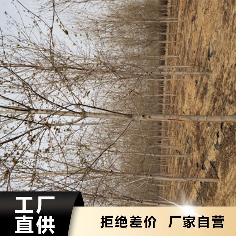 法桐白蜡一对一为您服务