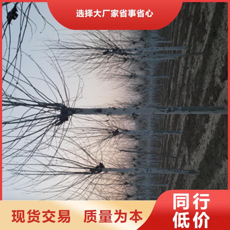 法桐-金叶槐支持大小批量采购