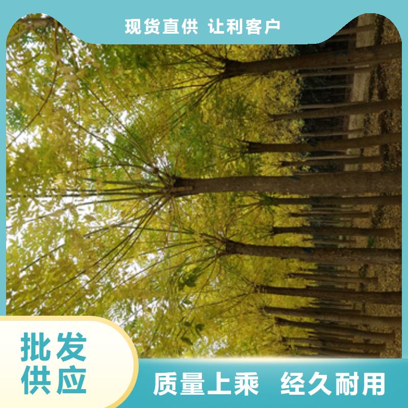 法桐国槐多年行业经验