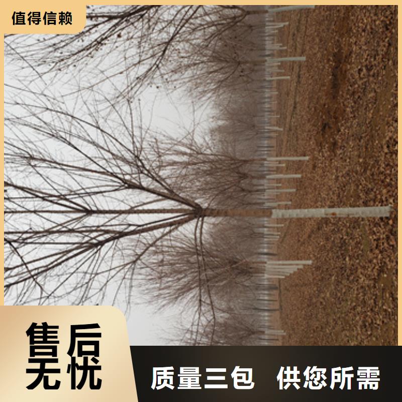 国槐-视频-国槐_四川省雅安市市场覆盖石棉|雨城|资阳|成都|巴中|广元|德阳等