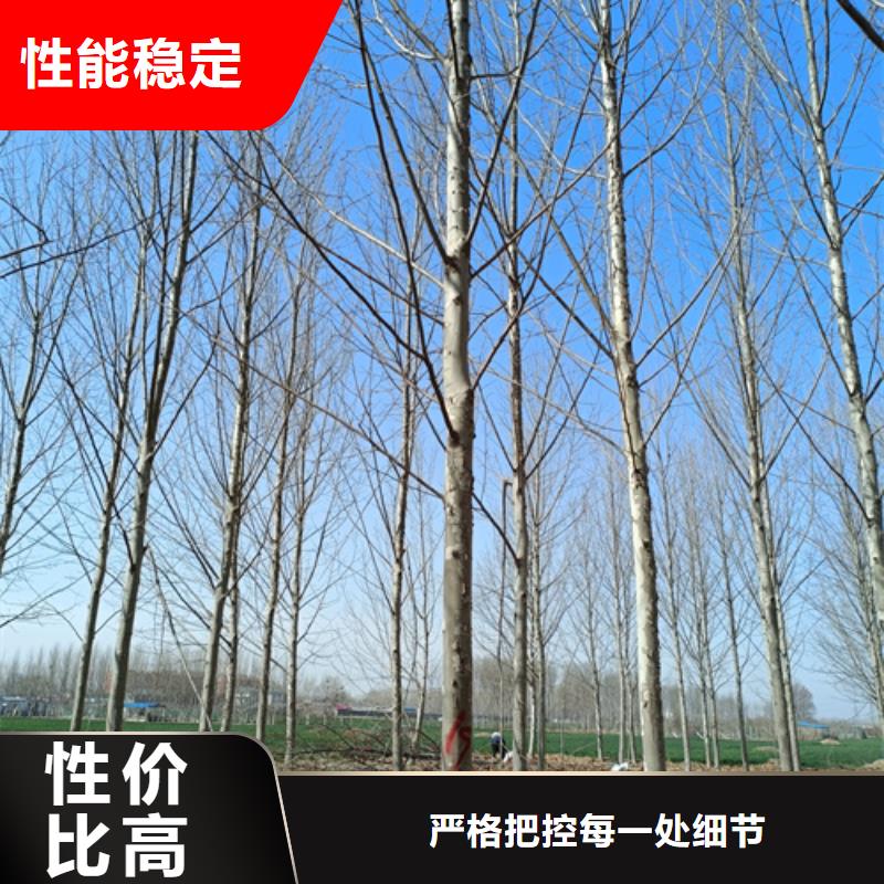 法桐樱花卓越品质保障