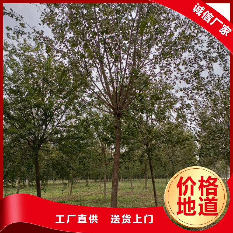 法桐,炫丽海棠按需设计