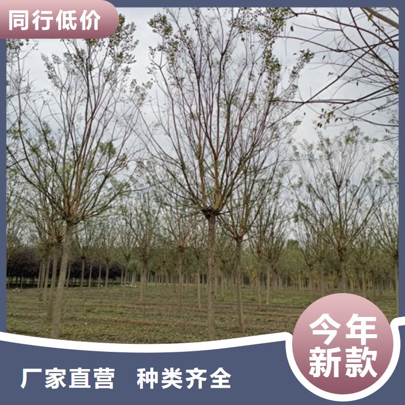 法桐樱花卓越品质保障