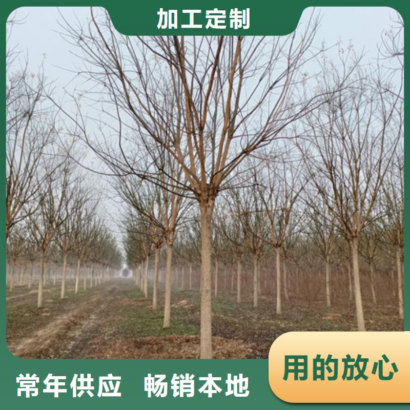 法桐白蜡省心又省钱