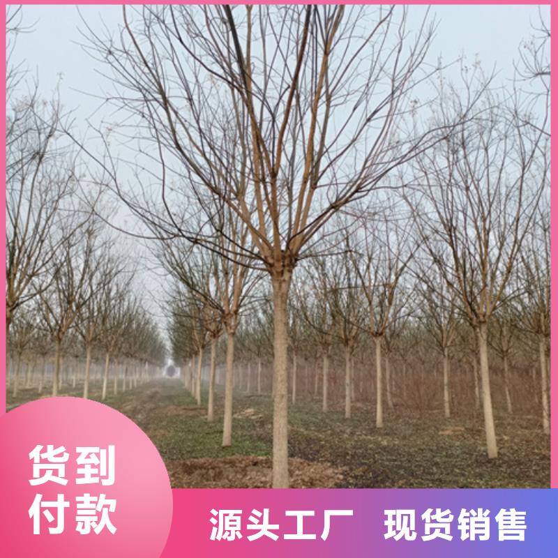 法桐白蜡原料层层筛选