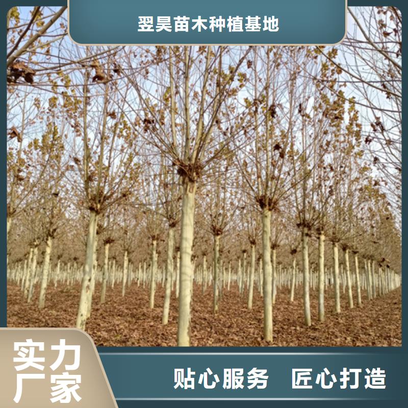 法桐白蜡省心又省钱