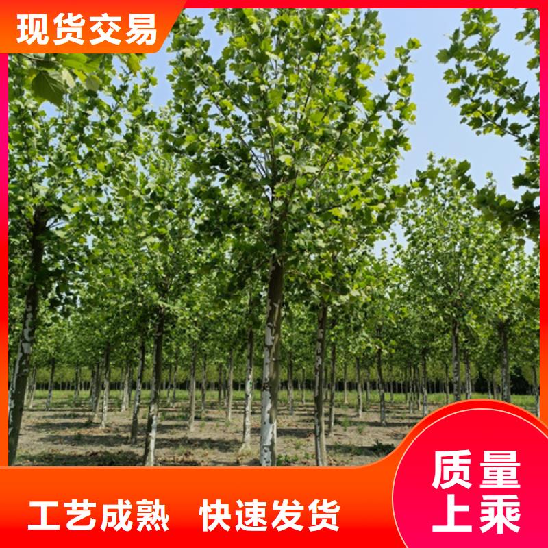 法桐五角枫客户好评