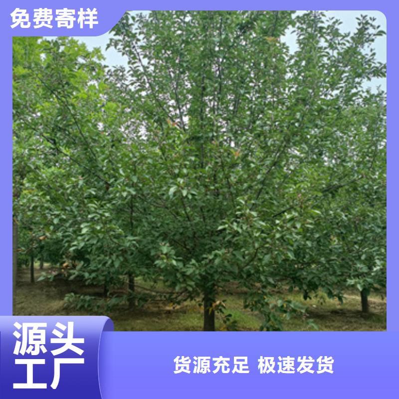 法桐美国红枫多种工艺
