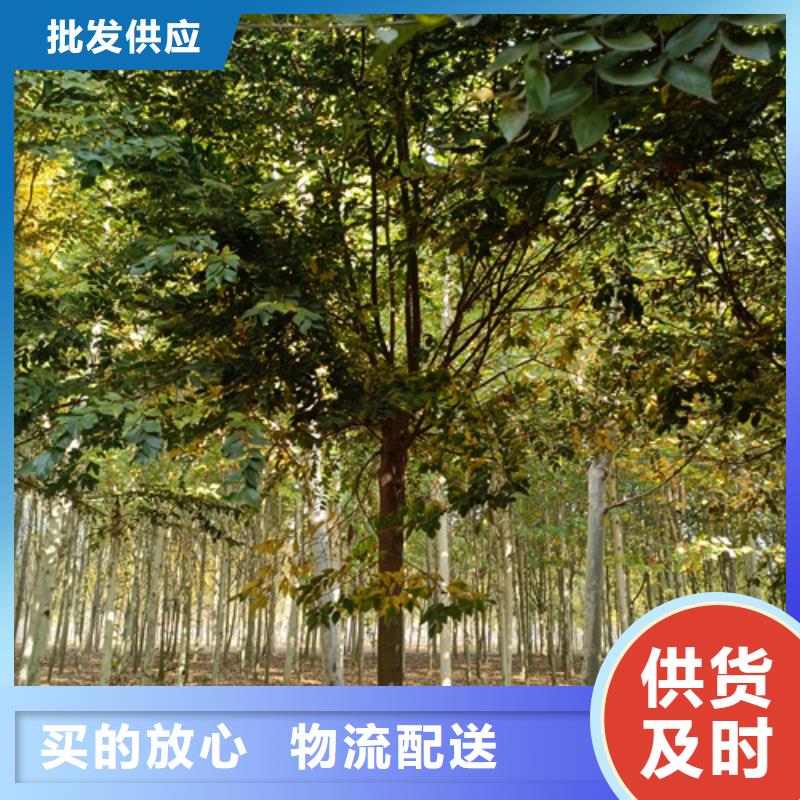 法桐_美国红枫质检严格放心品质