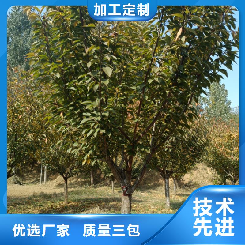法桐美国红枫今日新品
